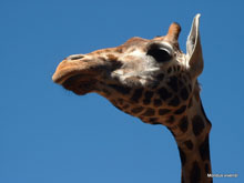 Girafe